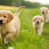 When Can You Give Puppies Dry Dog Food? A Comprehensive Guide for Pet Owners