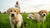 When Do Puppies Start Eating Dry Dog Food: A Comprehensive Guide for Pet Owners