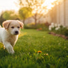 When Should My Puppy Start Eating Dog Food? A Complete Guide for New Pet Parents
