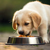 When Should Puppies Start Eating Soft Food? A Comprehensive Guide for New Pet Parents