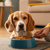 When to Feed Dog Wet Food: A Comprehensive Guide for Pet Owners