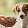 When to Introduce Wet Food to Puppies: A Comprehensive Guide