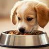 When to Transition Your Puppy to Dog Food: A Comprehensive Guide