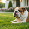 Which Dogs Need Least Exercise? A Guide to Low-Energy Breeds
