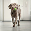 Who Makes the Best Dry Dog Food? A Comprehensive Guide for Pet Owners