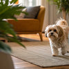 Why Did My Dog Stop Eating His Kibble? Understanding the Reasons and Solutions