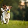 Why Do Dogs Like Balls? Understanding the Canine Obsession with Fetch