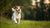 Why Do Dogs Like Balls? Understanding the Canine Obsession with Fetch