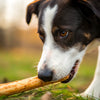 Why Do Dogs Like Bones? Understanding Their Primal Instincts