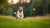 Why Do Dogs Like Fetch? Understanding the Joy Behind the Game