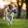 Why Do Dogs Like Squeaky Toys? Understanding the Fascination