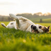 Why Do Dogs Like to Roll in Grass? Understanding This Fascinating Behavior