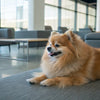Why Do Dogs Like Treats More Than Kibble? Understanding Their Preferences