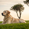 Why Do Dogs Lose Weight? Understanding the Causes and Solutions
