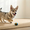Why Dogs Can't Eat Chocolate: Understanding the Risks and Consequences