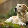 Why Feed Your Dog Grain-Free Food: A Comprehensive Guide