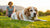 Why Has My Dog Gained Weight? Understanding Canine Obesity and Its Causes