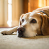 Why is My Senior Dog Losing Weight but Still Eating? Understanding the Causes and Solutions