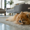 Why Won't My Dog Eat Treats? Understanding Your Furry Friend’s Food Preferences