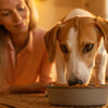 Why Won't My Dog Gain Weight But Eating? Understanding the Causes and Solutions