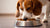 Will Wet Dog Food Help My Dog Gain Weight? Understanding the Benefits and Considerations
