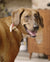 Houndsy