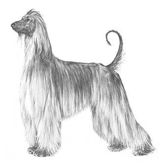 Afghan Hounds-140323455215
