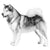 Alaskan Malamutes-140321095919