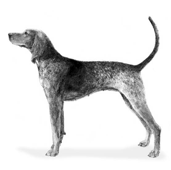 American English Coonhounds-140325978351