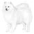 American Eskimo Dogs-140323356911