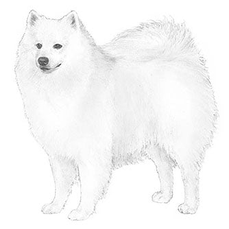 American Eskimo Dogs-140323356911