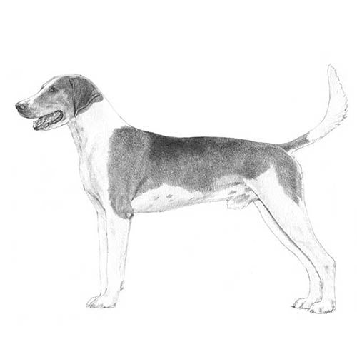 American Foxhounds-140326240495