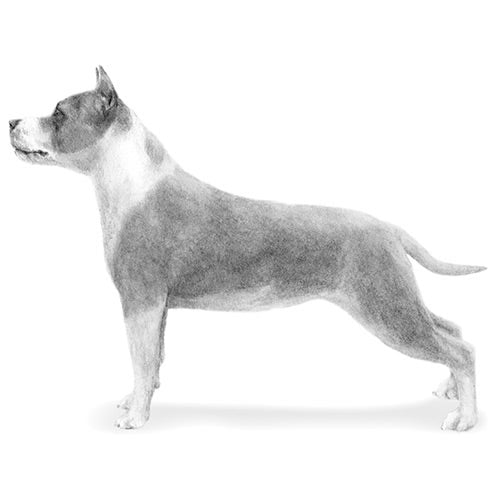 American Staffordshire Terriers-140321849583