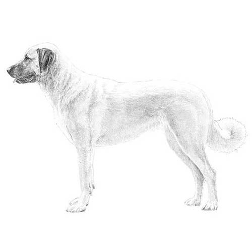 Anatolian Shepherd Dogs-140321980655