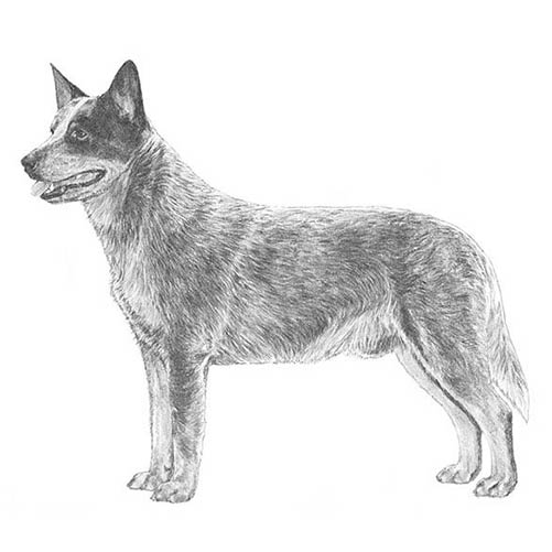 Australian Cattle Dogs-140320735471
