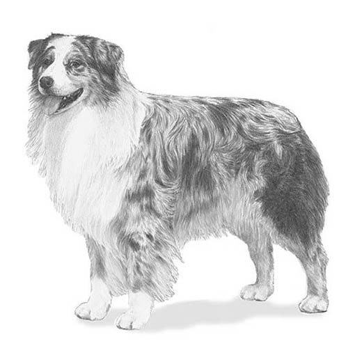Australian Shepherds-140318867695