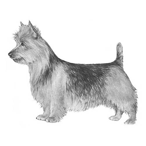 Australian Terriers-140324045039