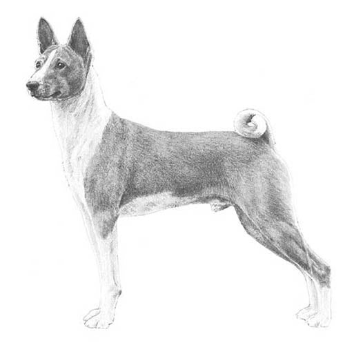 Basenjis-140322013423