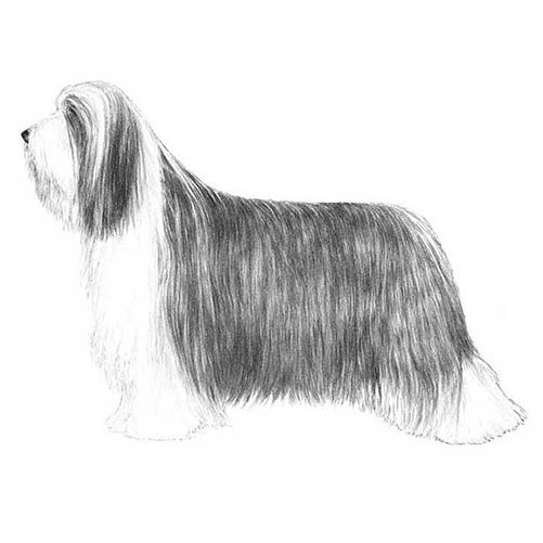 Bearded Collies-140323651823