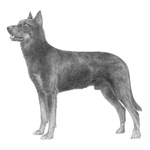 Beaucerons-140323422447
