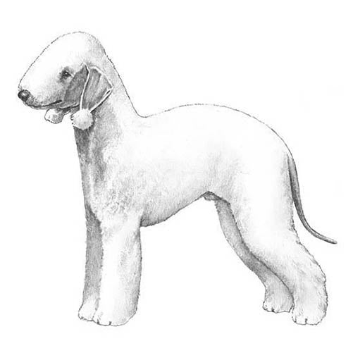 Bedlington Terriers-140324405487