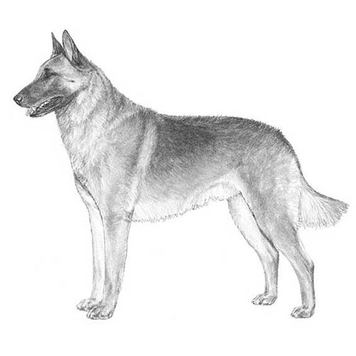 Belgian Malinois-140320047343