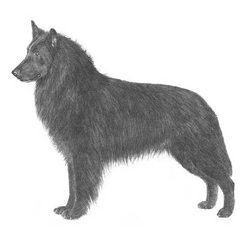 Belgian Sheepdogs-140323258607
