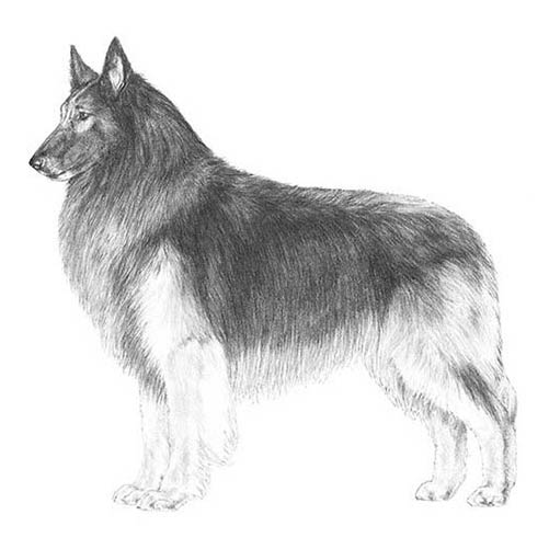 Belgian Tervuren-140322865391
