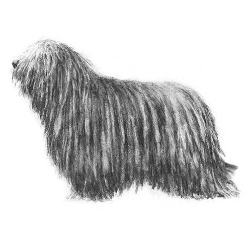 Bergamasco Sheepdogs-140325552367