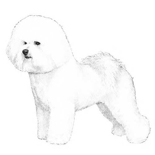 Bichons Frises-140320375023
