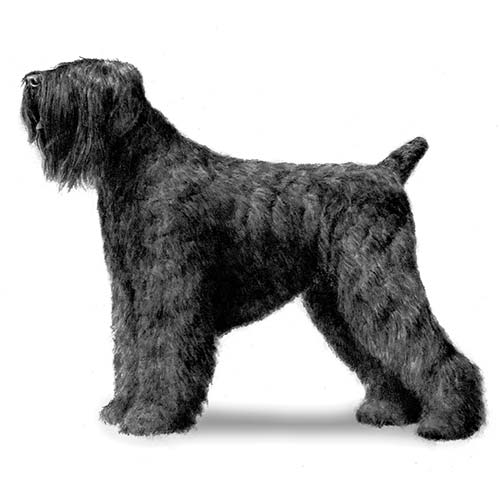 Black Russian Terriers-140323684591