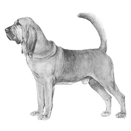 Bloodhounds-140320407791