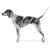 Bluetick Coonhounds