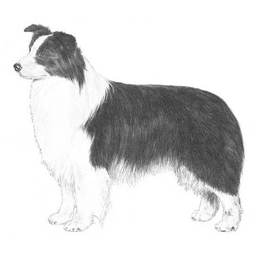 Border Collies-140319817967